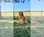 Small Photo #1  Breeder Profile in EDGAR, WI, USA
