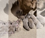Small #2 Breeder Profile image