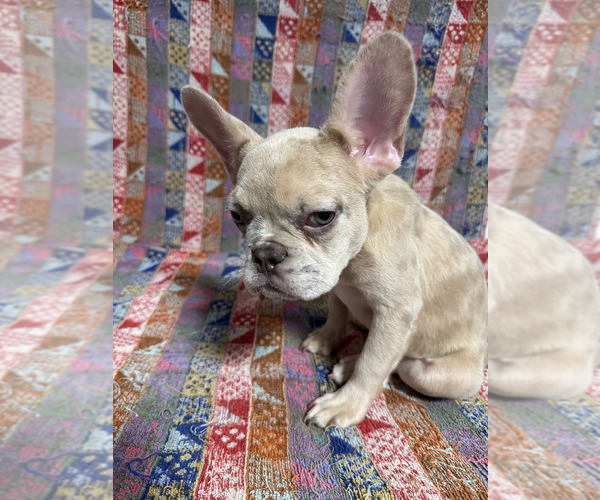 Medium Photo #3  Breeder Profile in HOUSTON, TX, USA