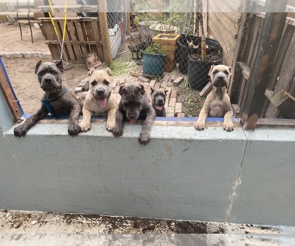 Medium Photo #1  Breeder Profile in CLEARWATER, FL, USA