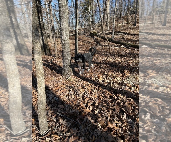 Medium Photo #20  Breeder Profile in BAYTOWN, TX, USA