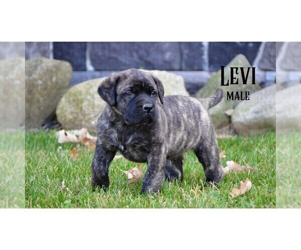 Medium Photo #12  Breeder Profile in CLARE, MI, USA