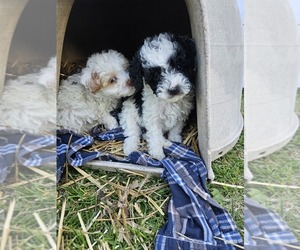 Poodle (Toy) Dog Breeder near COIN, IA, USA