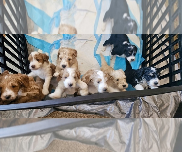 Medium Photo #15  Breeder Profile in GRAND JCT, CO, USA