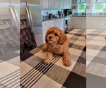 Small #4 Breeder Profile image