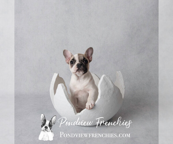Medium Photo #1  Breeder Profile in DEERFIELD, NH, USA