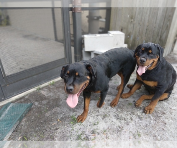 Medium Photo #1  Breeder Profile in LAKELAND, FL, USA