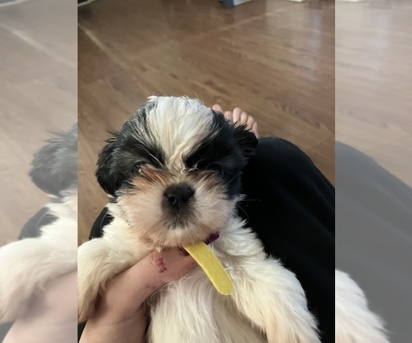 Medium Photo #1  Breeder Profile in HARRISBURG, PA, USA