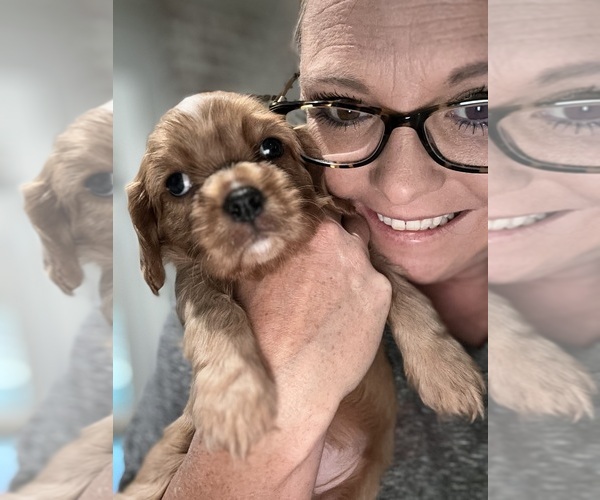 Medium Photo #46  Breeder Profile in WAXAHACHIE, TX, USA