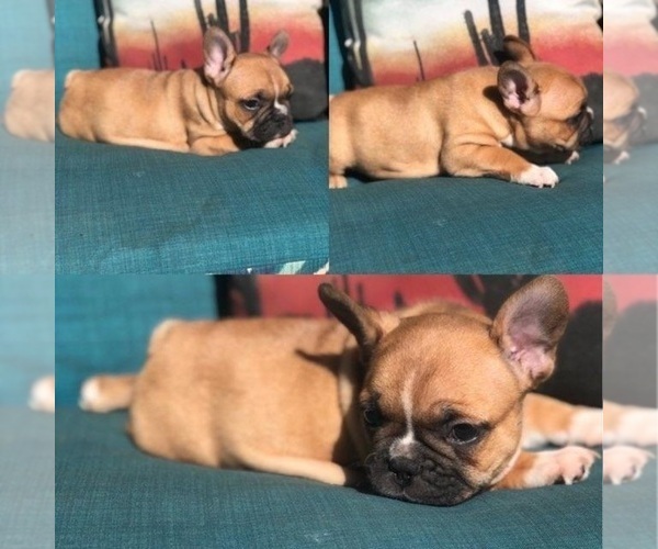 Medium Photo #1  Breeder Profile in CALWA, CA, USA