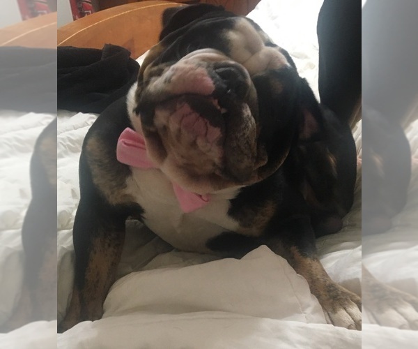 Medium Photo #1  Breeder Profile in SEVIERVILLE, TN, USA