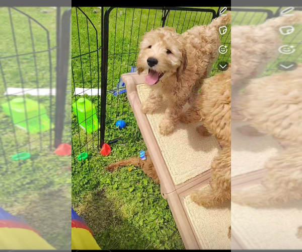 Medium Photo #6  Breeder Profile in CLEVELAND, OH, USA