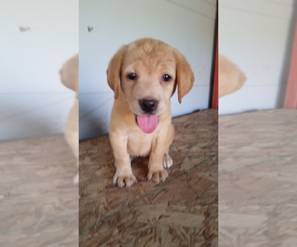 Medium Photo #1  Breeder Profile in TUSCOLA, IL, USA