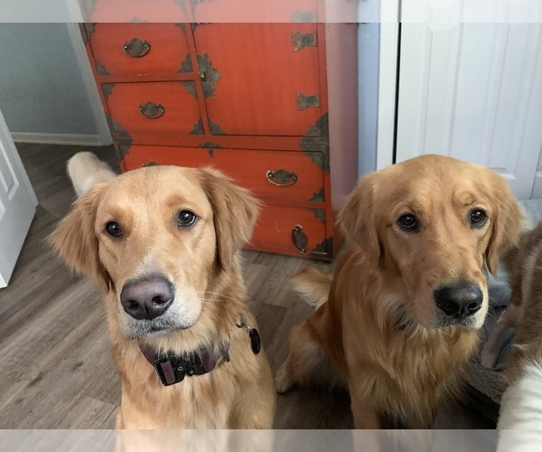 Medium Photo #1  Breeder Profile in ORANGE CITY, FL, USA