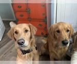 Small breeder photo