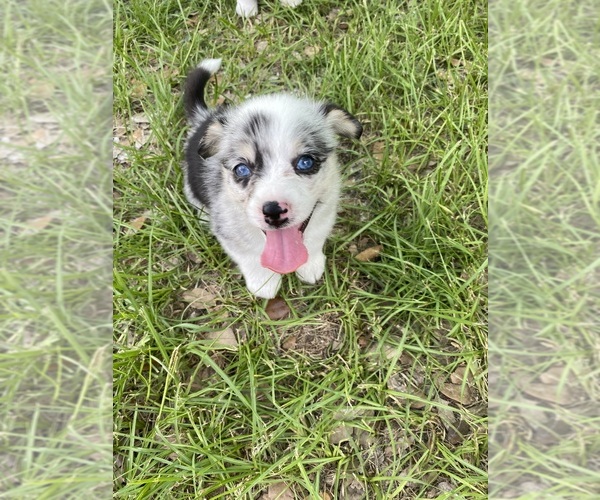Medium Photo #7  Breeder Profile in BRANDON, FL, USA