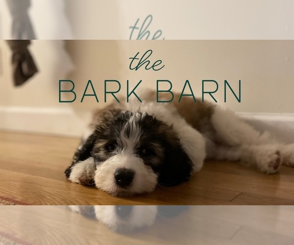 Medium Photo #1  Breeder Profile in CUNNINGHAM, KY, USA