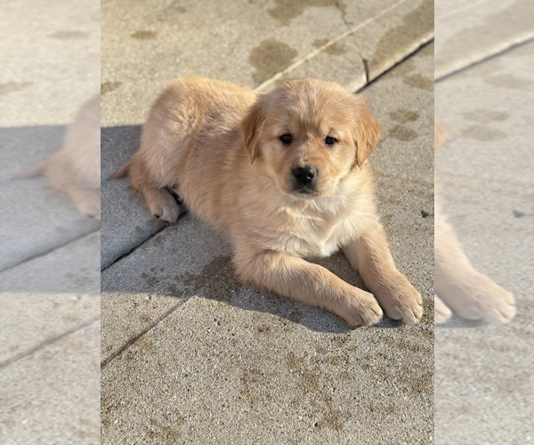 Medium Photo #4  Breeder Profile in ADDISON, IL, USA