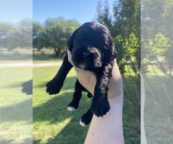 Medium Photo #10  Breeder Profile in STEPHENVILLE, TX, USA