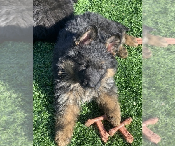 Medium Photo #151  Breeder Profile in PINON HILLS, CA, USA