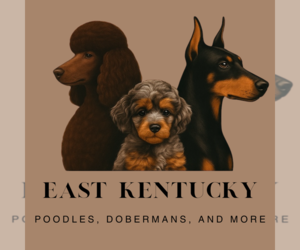 Doberman Pinscher Dog Breeder near ALLEN, KY, USA