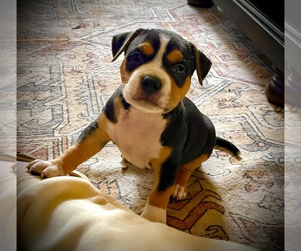 Medium Photo #35  Breeder Profile in FORT MITCHELL, AL, USA