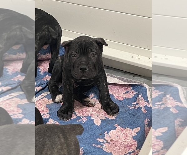 Medium Photo #7  Breeder Profile in KEIZER, OR, USA