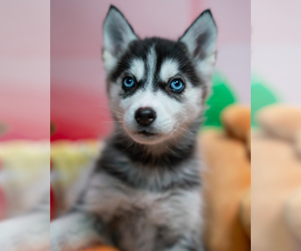Medium Photo #2  Breeder Profile in BRISTOW, VA, USA
