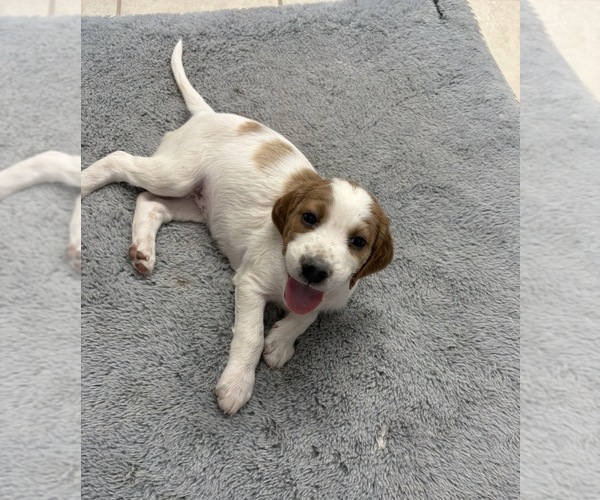 Medium Photo #2  Breeder Profile in MILES, TX, USA