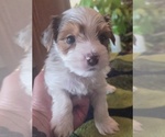 Small #11 Breeder Profile image