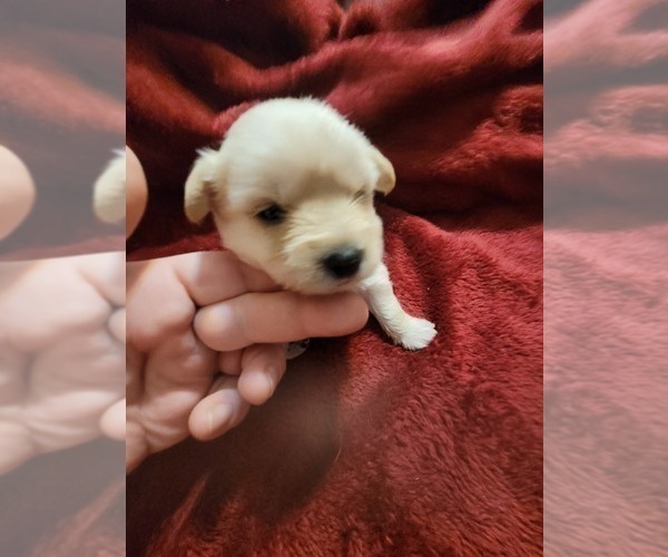 Medium Photo #67  Breeder Profile in AKRON, OH, USA