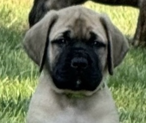 Mastiff Dog Breeder near CENTEREACH, NY, USA