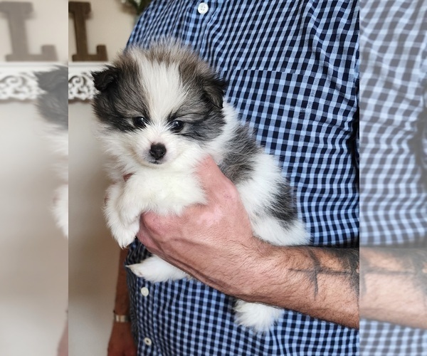 Medium Photo #15  Breeder Profile in NEW BRAUNFELS, TX, USA