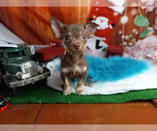 Medium Photo #5  Breeder Profile in CARTHAGE, TX, USA