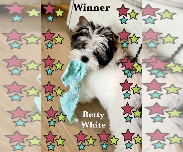 Medium Photo #16  Breeder Profile in PLANO, TX, USA