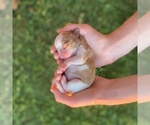 Small breeder photo