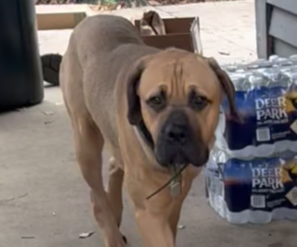 Medium Photo #2  Breeder Profile in LAURINBURG, NC, USA