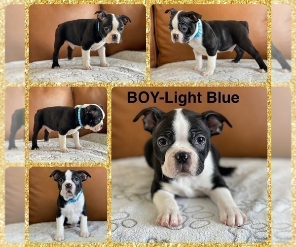 Medium Photo #4  Breeder Profile in OGDEN, UT, USA