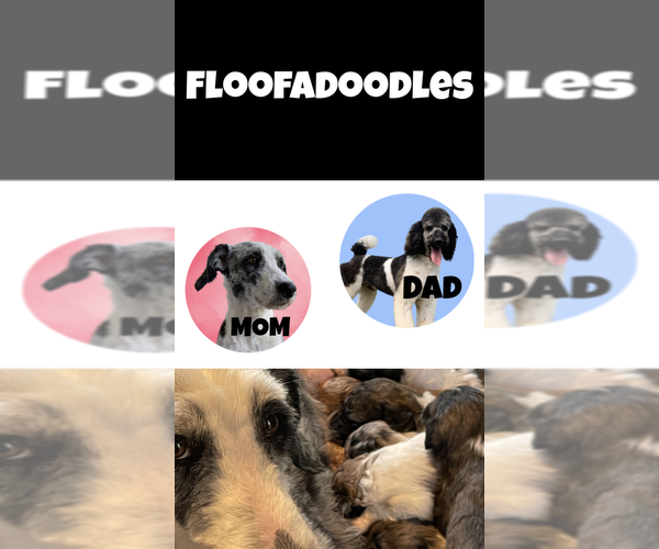 Medium Photo #1  Breeder Profile in KINSTON, NC, USA