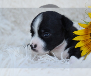 Chihuahua Dog Breeder near SENECA FALLS, NY, USA