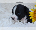 Small breeder photo