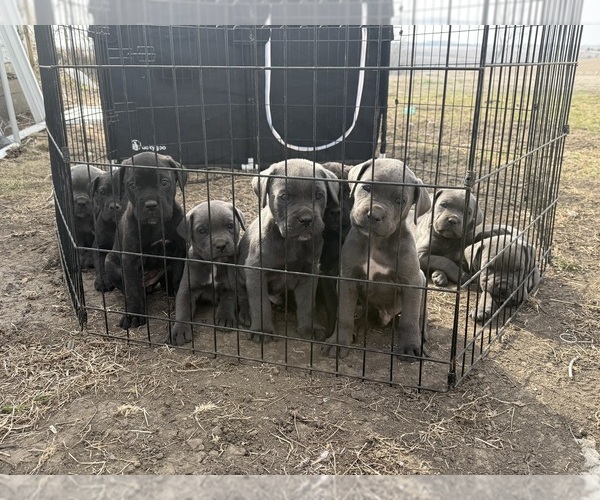 Medium Photo #1  Breeder Profile in STUART, IA, USA