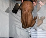 Small #38 Breeder Profile image