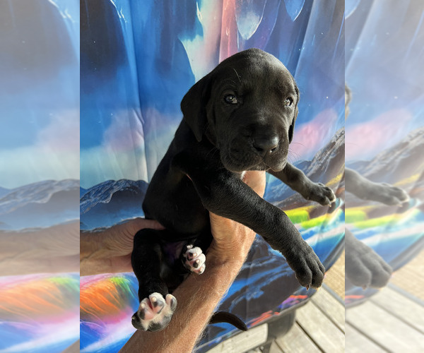 Medium Photo #13  Breeder Profile in ORR, MN, USA