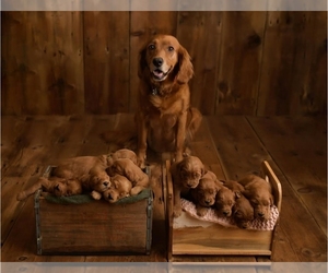 Goldendoodle Dog Breeder near CLEVELAND, WI, USA