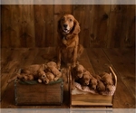 Small breeder photo