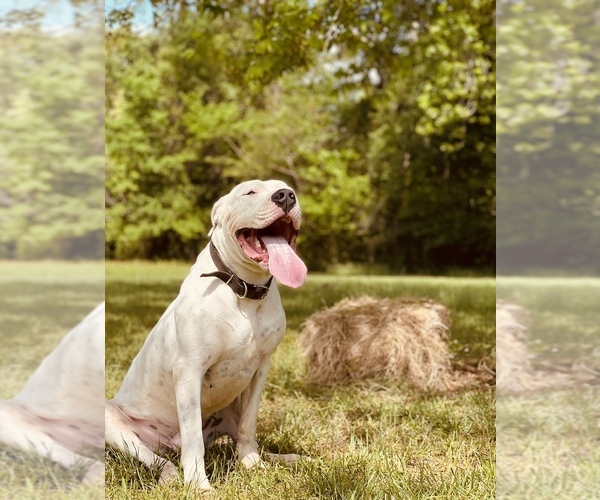Medium Photo #1  Breeder Profile in DENTON, TX, USA