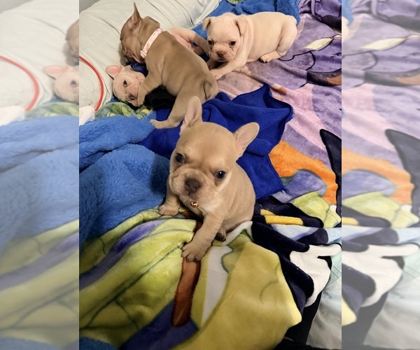 Medium Photo #6  Breeder Profile in NORTH LAS VEGAS, NV, USA