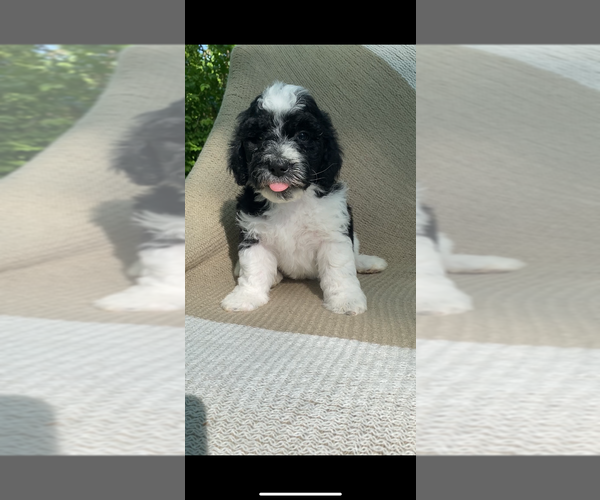 Medium Photo #2  Breeder Profile in COLUMBIA, TN, USA