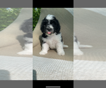 Small #1 Breeder Profile image